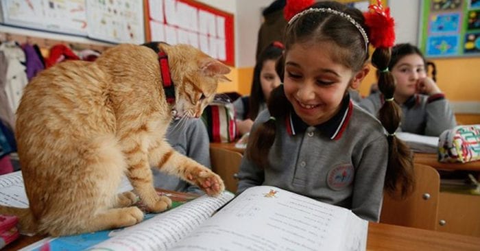 Į vieną Turkijos mokyklą ėmė ir atėjo katinas. Daugelis buvo prieš gyvūną, gyvenantį klasėje, bet jis nė nemanė išeiti