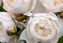 10 gražiausių baltųjų rožių veislių