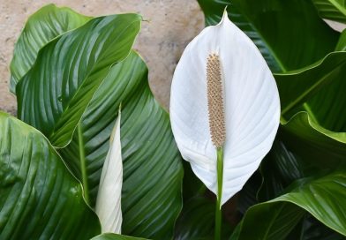 Moterų laimė (spathiphyllum): kaip rūpintis namuose ir ko jums reikia