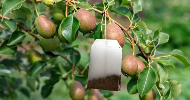5 išradingi būdai, kaip sode pakartotinai panaudoti arbatos maišelius