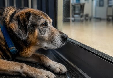 Sena kalytė atsisakė pasitraukti nuo ligoninės durų, nes tikėjo, kad jos žmogus dar sugrįš Sena kalytė atsisakė pasitraukti nuo ligoninės durų, nes tikėjo, kad jos žmogus dar sugrįš
