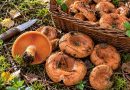 7 grybai, kuriuos žmonės valgo žalius: kai kurie tikrai nustebins