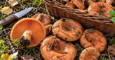 7 grybai, kuriuos žmonės valgo žalius: kai kurie tikrai nustebins