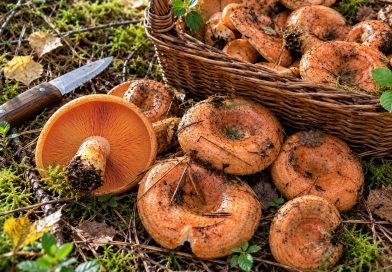 7 grybai, kuriuos žmonės valgo žalius: kai kurie tikrai nustebins