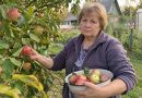 Pavasarį iš mano sodo dingo mamos sodinti bijūnai. O rudenį kaimynė papasakojo tai, kuo iš pradžių negalėjau patikėti…